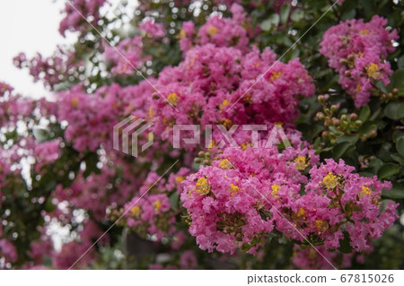紫薇/紫薇花在雨天 紫薇/紫薇花在雨天 67815026