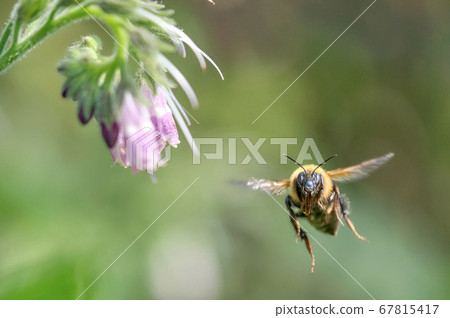 Bees flying towards the comfrey 67815417