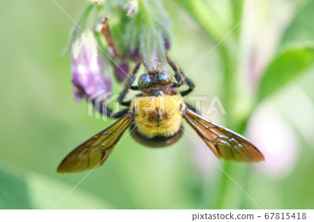 You can see three monoculars Bees sticking to a comfrey 67815418