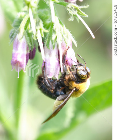 Bees sucking on comfrey 67815419
