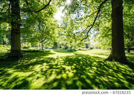 Trees in the park under a clear sky The bright sun shines through the branches 67816235