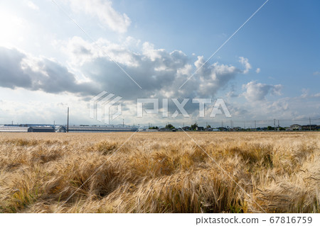 Beer barley and blue sky wheat field at harvest season (May) 67816759