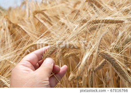 Men's wheat field (May) who checks the ears of beer at the harvest season Men's wheat field (May) who checks the ears of beer at the harvest season 67816766