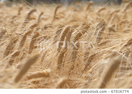 Barley Autumn, a beer barley at the harvest time that shines in golden color, wheat field (May) Barley Autumn, a beer barley at the harvest time that shines in golden color, wheat field (May) 67816774