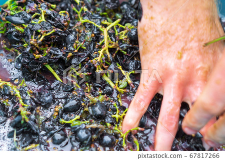 squeezes grapes, hands, for cooking, grape juice squeezes grapes, hands, for cooking, grape juice 67817266