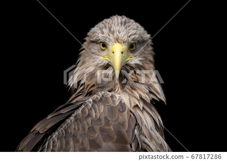 White-tailed eagle portrait on black background 67817286