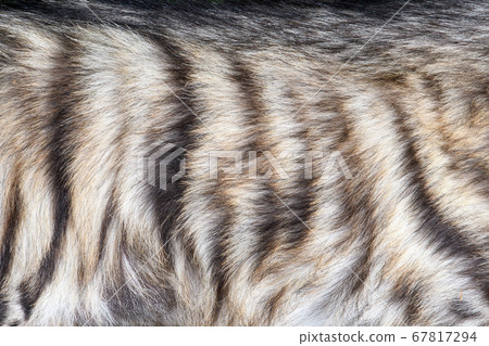 Closeup real hyena skin texture Closeup real hyena skin texture 67817294