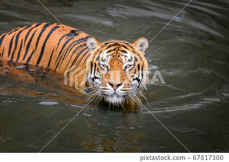 Close Tiger swimming in water pond 67817300
