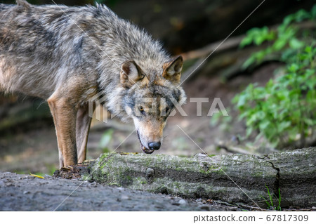 Gray wolf, Canis lupus, in the summer light, in Gray wolf, Canis lupus, in the summer light, in 67817309