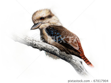 Wild bird miniature illustration Warai Kingfisher 67817904