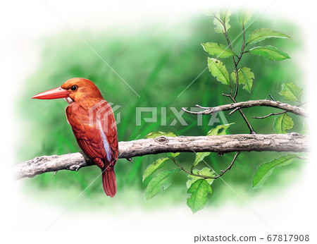 Wild bird miniature illustration Akashobin 67817908