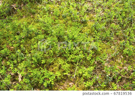 Beautiful background with green lingonberry leaves. Cranberry forest in Belarus Beautiful background with green lingonberry leaves. Cranberry forest in Belarus 67819536
