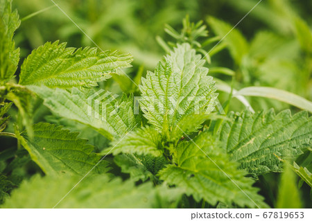 Twigs Of Wild Plant Nettle - Stinging Nettle - Urtica Dioica In Summer Spring Meadow. Close Up Twigs Of Wild Plant Nettle - Stinging Nettle - Urtica Dioica In Summer Spring Meadow. Close Up 67819653