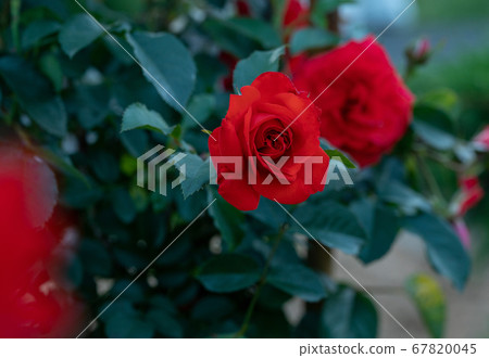 Amazing red roses - beauty of nature in Russia Amazing red roses - beauty of nature in Russia 67820045