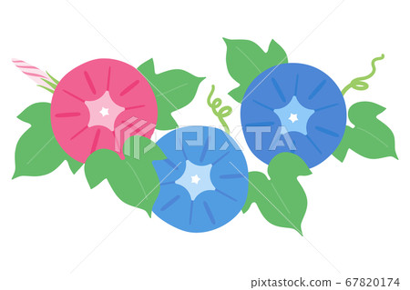 在盛開的牽牛花花 67820174