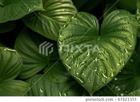 Homalomena rubescens kunth (King of Heart). 67821355