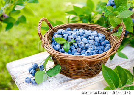 Blueberry. Fresh berries with leaves on branch in 67821386