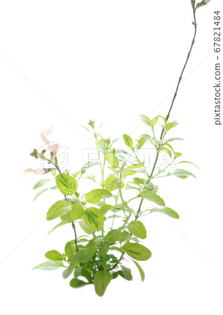 櫻桃聖人月光下 67821484