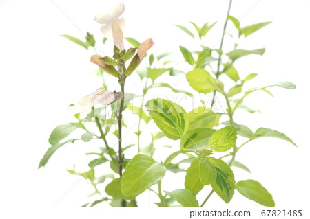 櫻桃聖人月光下 67821485