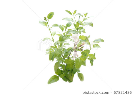 櫻桃聖人月光下 67821486