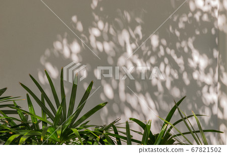 Howea forsteriana tree with light and shadows on a Howea forsteriana tree with light and shadows on a 67821502