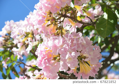 巴西的春天的花朵,伊莎·羅莎 巴西的春天的花朵,伊莎·羅莎 67821852