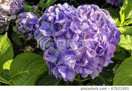 Hydrangea macrophylla known as bigleaf, French or mophead hydrangea, penny mac and hortensia 67821893