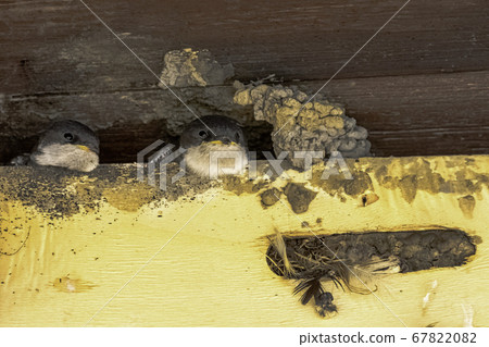 Common house martin - nest with chicks in Choczewo, Pomerania, Poland 67822082