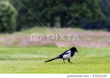 Pica pica known as Eurasian, European or common magpie in British park - London, United Kingdom 67822265