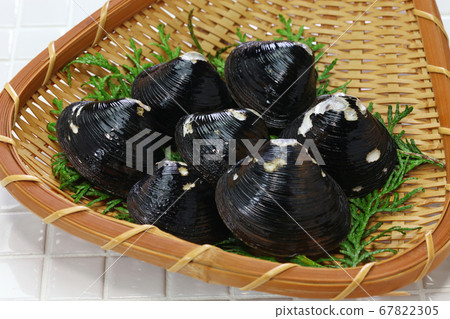 Large clam Large clam 67822305