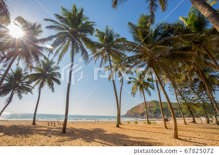 Idyllic Beach near Goakarna town - palms and Idyllic Beach near Goakarna town - palms and 67825072