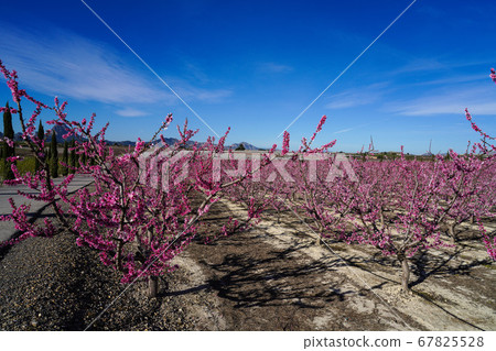 Peach blossom in Cieza, Mirador El Horno in the 67825528