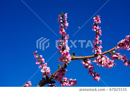 Peach blossom in Cieza, Mirador El Horno in the Peach blossom in Cieza, Mirador El Horno in the 67825535