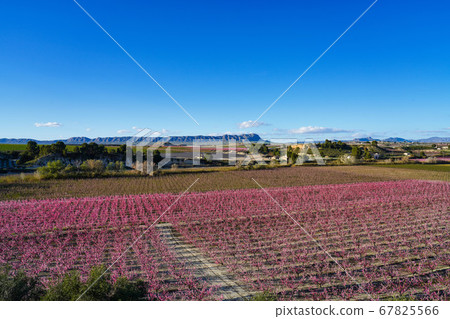 Peach blossom in Cieza La Torre in the Murcia 67825566