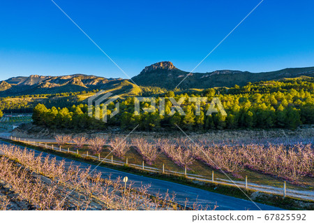 Peach blossom in Cieza La Torre in the Murcia 67825592