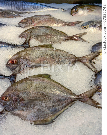 Black pomfret fish on frozen ice for sale at supermarket Black pomfret fish on frozen ice for sale at supermarket 67825748
