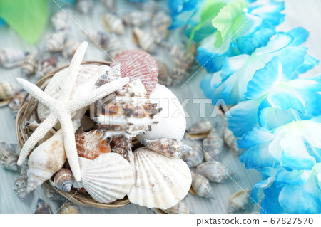 Seashell 67827570