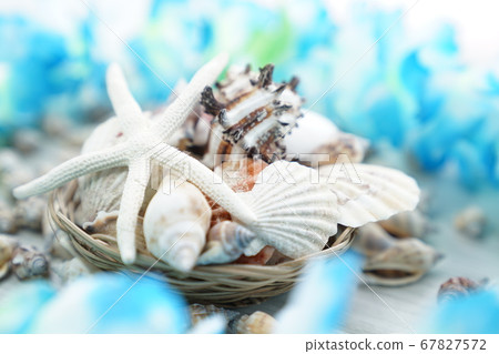 貝殼 67827572