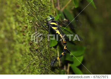 Spawning Yabuyanma Spawning Yabuyanma 67827971