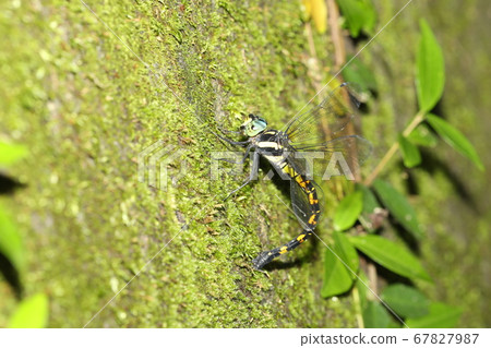 Spawning Yabuyanma Spawning Yabuyanma 67827987