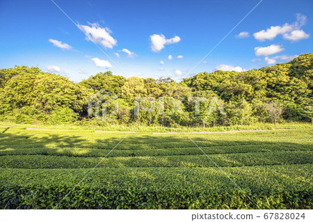 濟州道順茶園 67828024