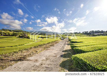濟州道順茶園 濟州道順茶園 67828025