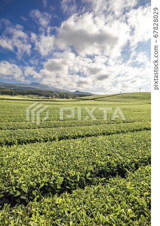 濟州道順茶園 67828029