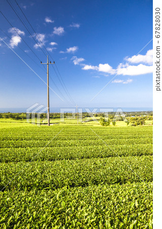 濟州道順茶園 67828030