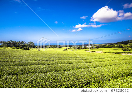 Jeju Dosun Tea Garden Jeju Dosun Tea Garden 67828032