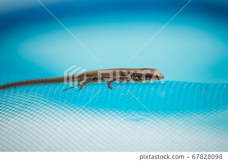 Portrait of little lizard lizard rescued from 67828098