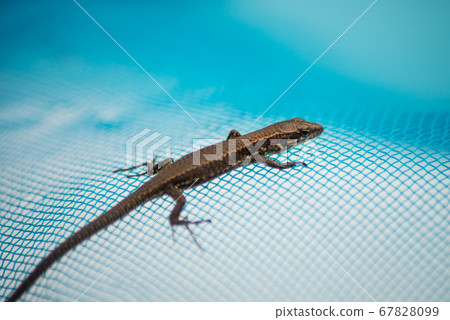 Portrait of little lizard lizard rescued from Portrait of little lizard lizard rescued from 67828099