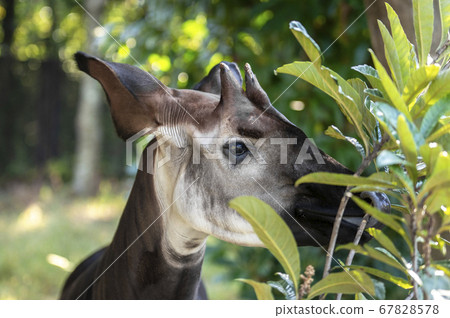 Okapi. The world's three rare beasts. 67828578