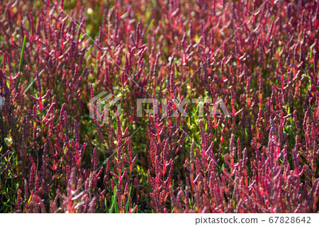 Coral Saw that turned red 67828642