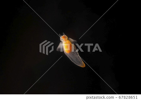 Clione. The drift ice angel. Black background. Clione. The drift ice angel. Black background. 67828651